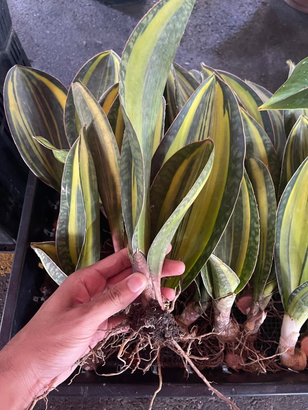 Sansevieria Whale Fin Variegated