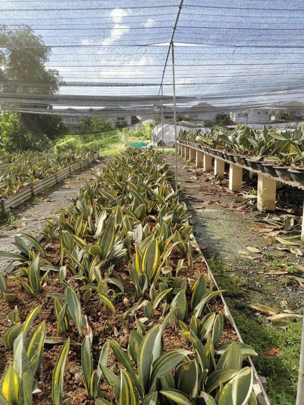 Sansevieria Whale Fin Variegated