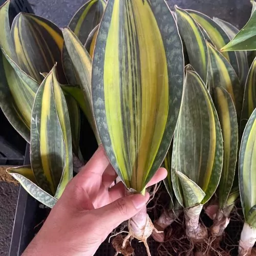 Sansevieria Whale Fin Variegated