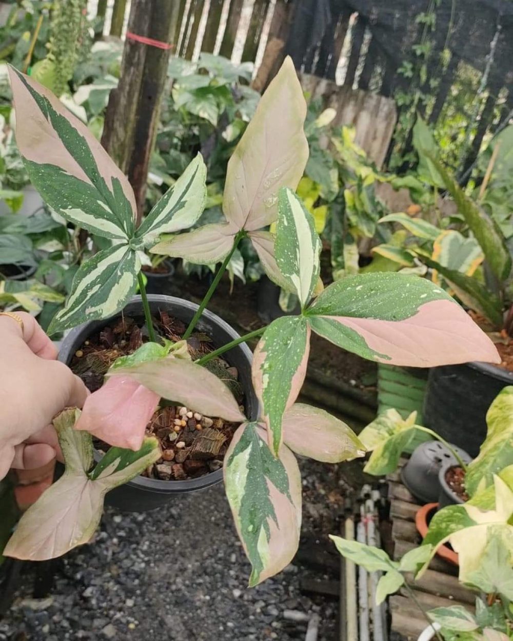 Syngonium Red Spot Tricolor