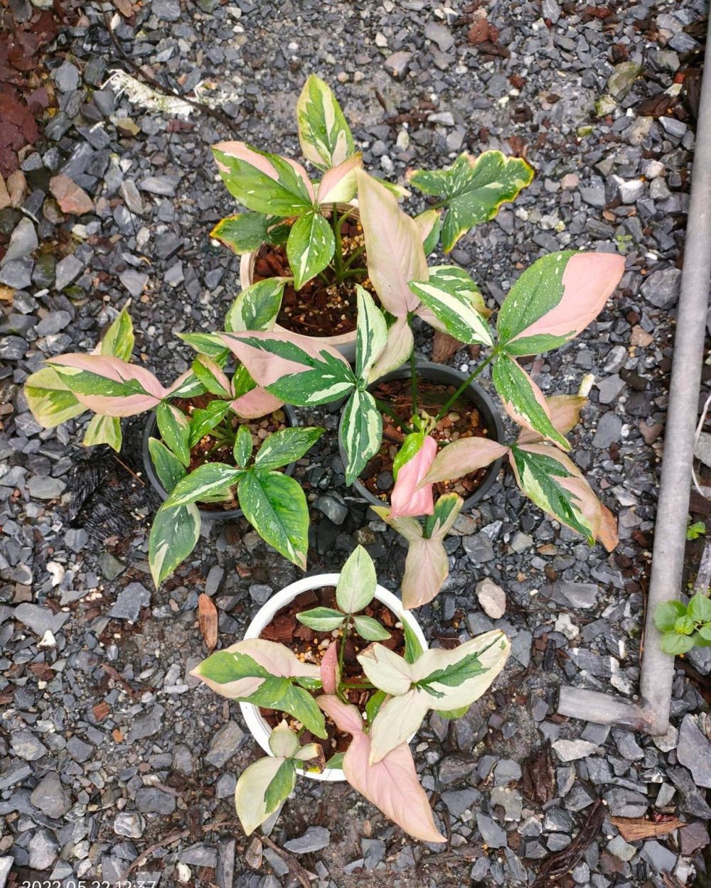 Syngonium red spot tricolor