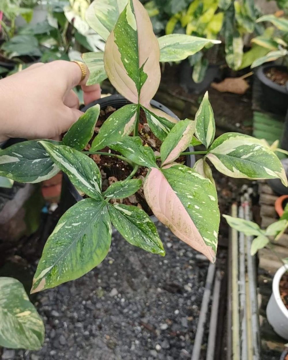 Syngonium red spot tricolor