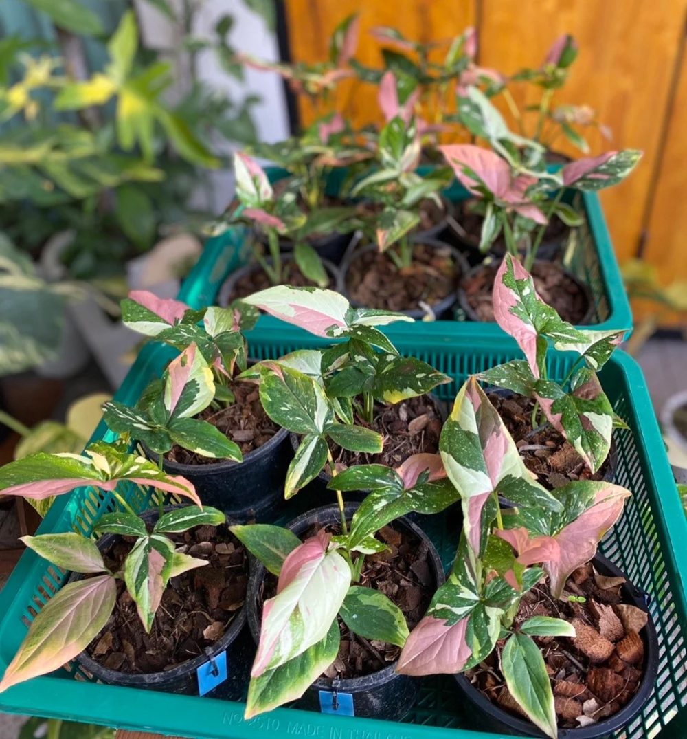 Syngonium red spot tricolor