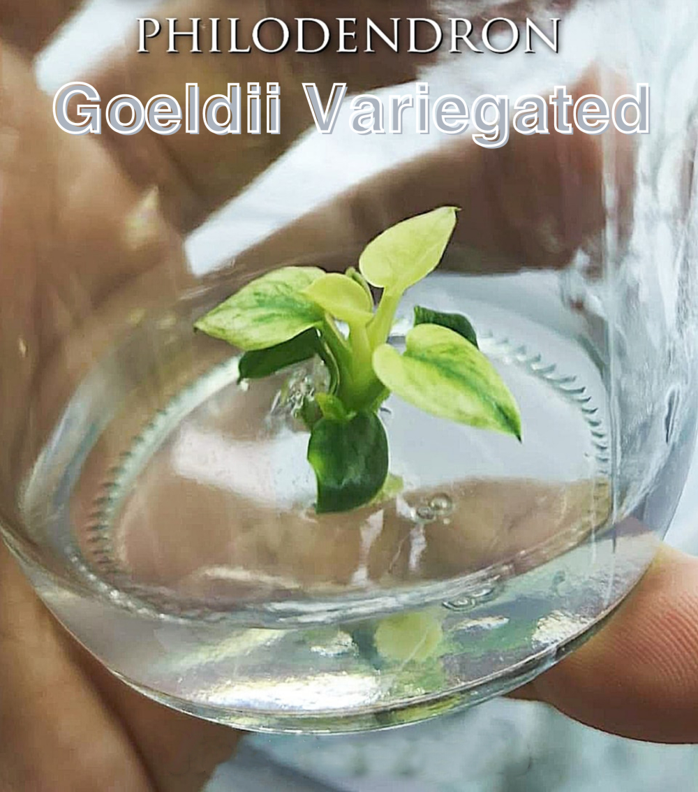 Philodendron Goeldii Variegated Tissue Culture