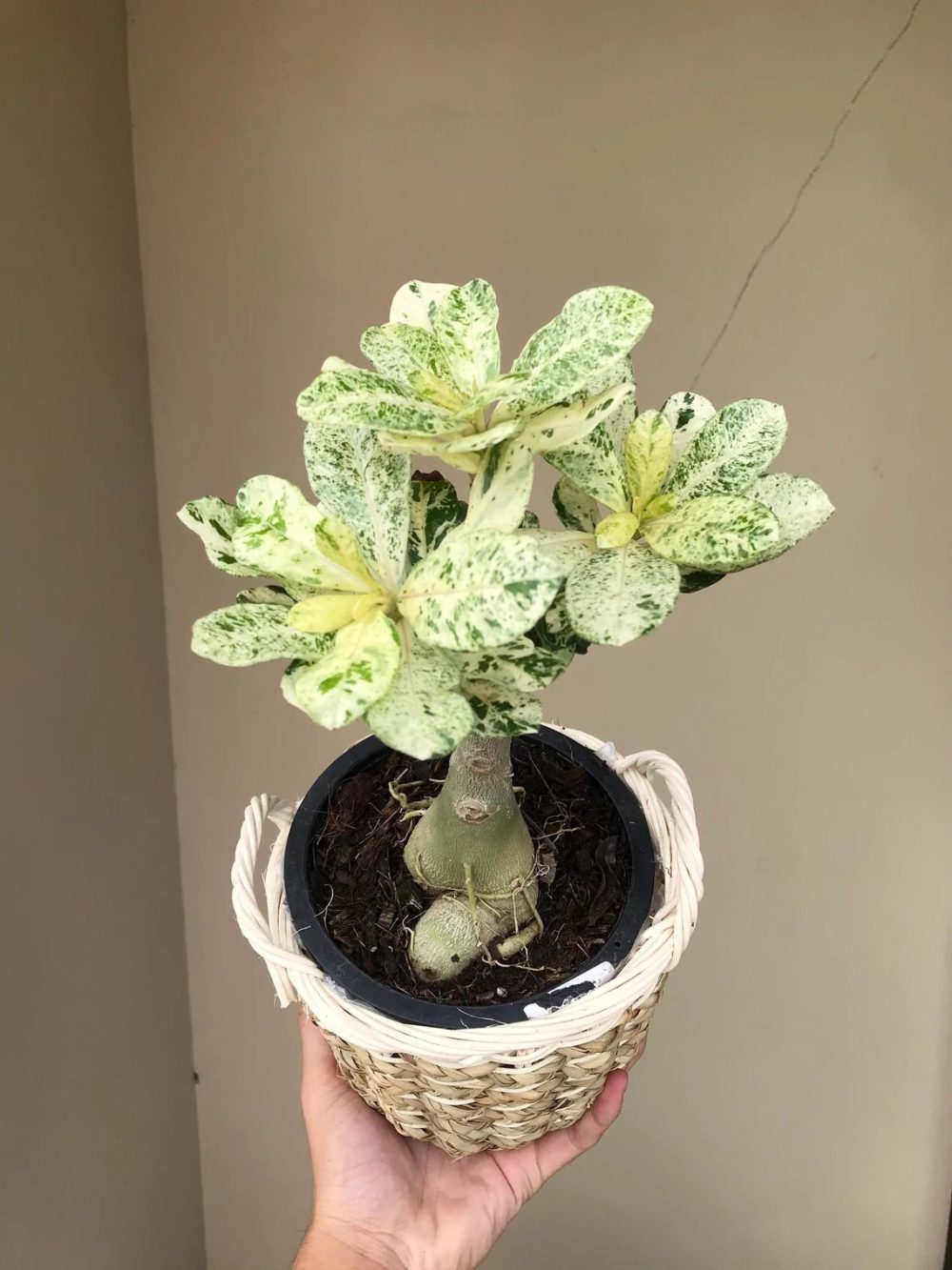 Variegated Adenium Obesum