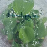 Philodendron fibraecataphyllum