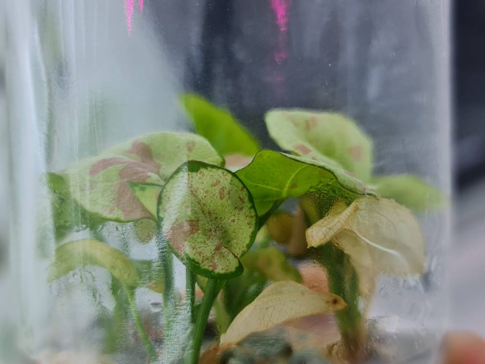 Syngonium Milk Confetti Tissue Culture