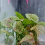 Syngonium Milk Confetti Tissue Culture