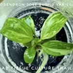 Philodendron Jose Buono variegated Tissue Culture