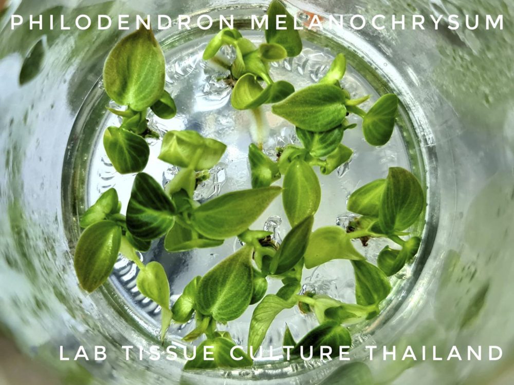 Philodendron melanochrysum Tissue Culture