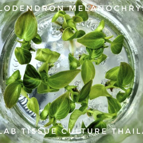 Philodendron melanochrysum Tissue Culture