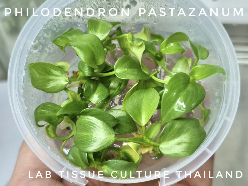 Philodendron pastazanum Tissue Culture