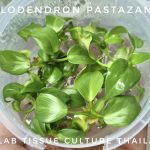 Philodendron pastazanum Tissue Culture