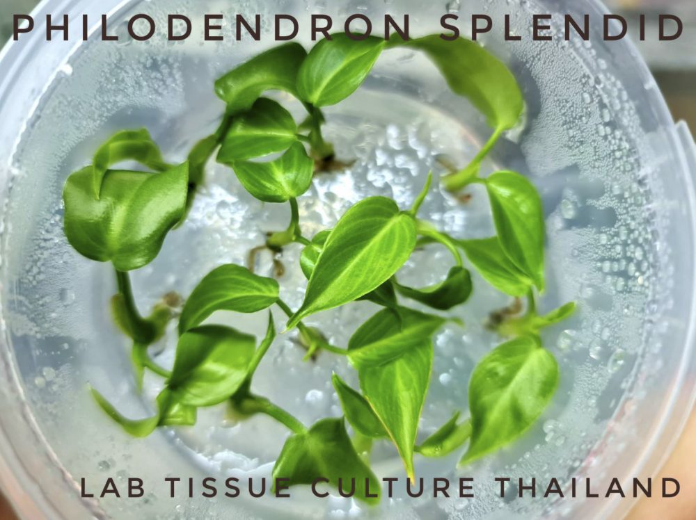 Philodendron splendid Tissue Culture