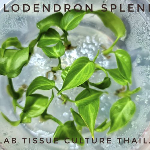 Philodendron splendid