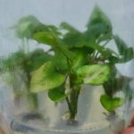 Syngonium Pink Salmon