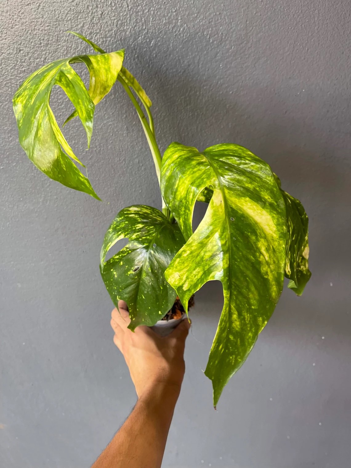 Recent order of philodendron and epipremnum from Thailand had this  mistakenly packaged with an epipremnum yellow flame. I know it's not a  pothos but hoping someone here might have an ID? 