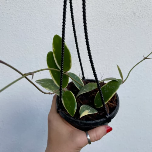 Hoya Acuta variegated outer