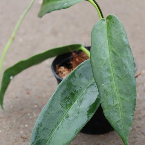 Hoya Archbodiana