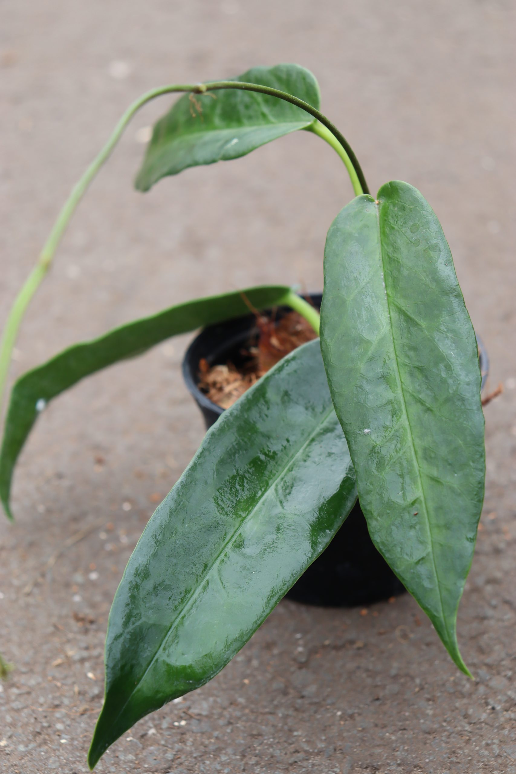Hoya Archbodiana