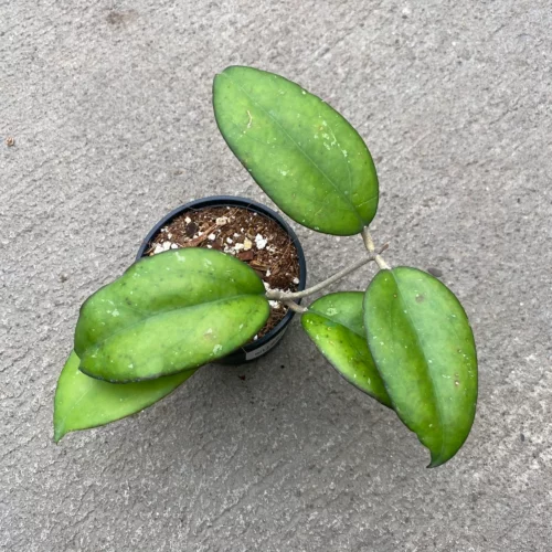 Hoya CV Joy