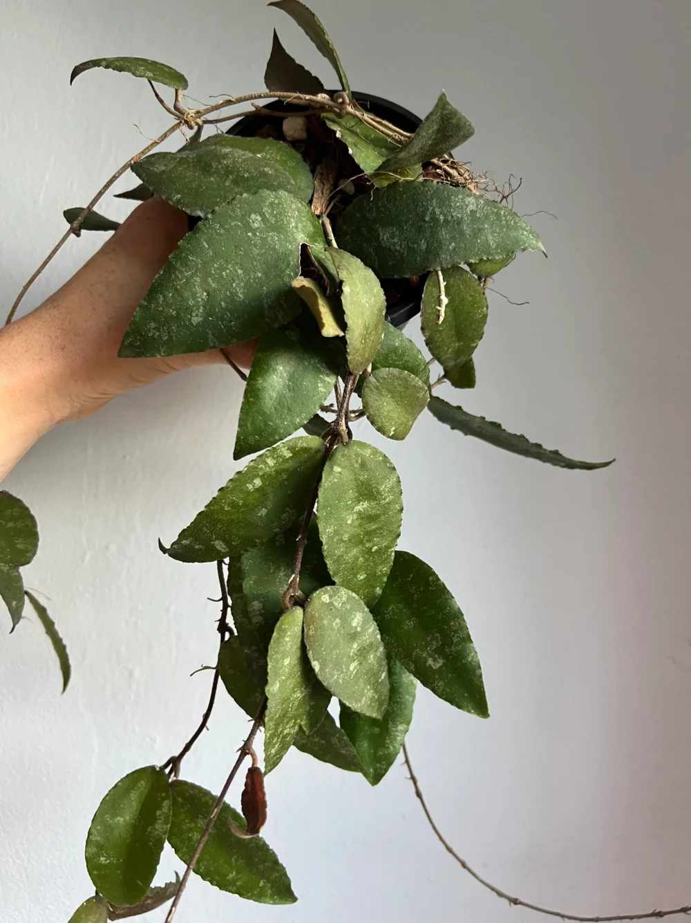 Rare Hoya Caudata Sumatra Long Size 4 Pot Greenboog