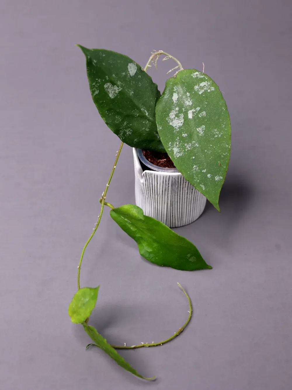 Hoya Caudata big green leaves