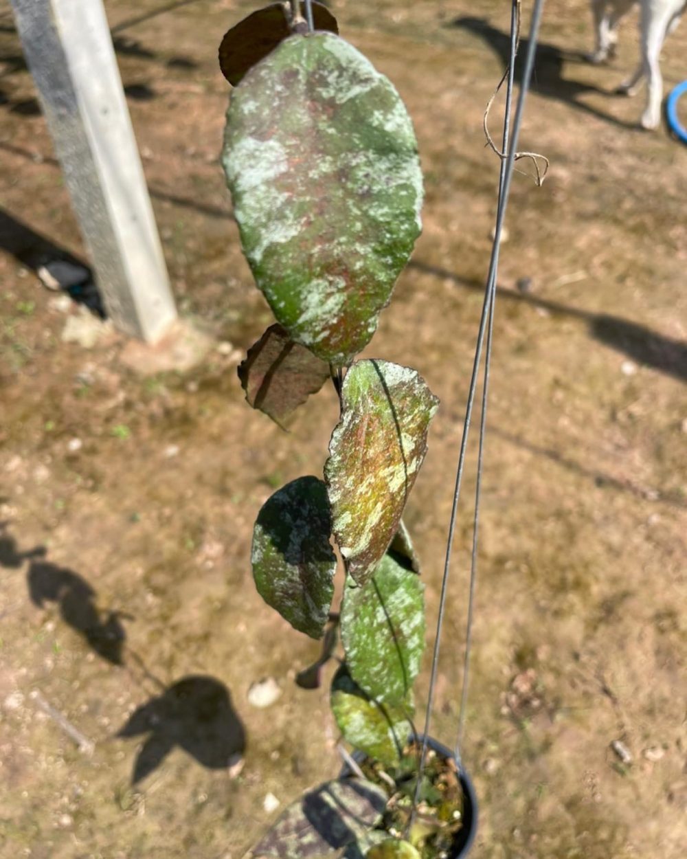 Hoya Caudata gold