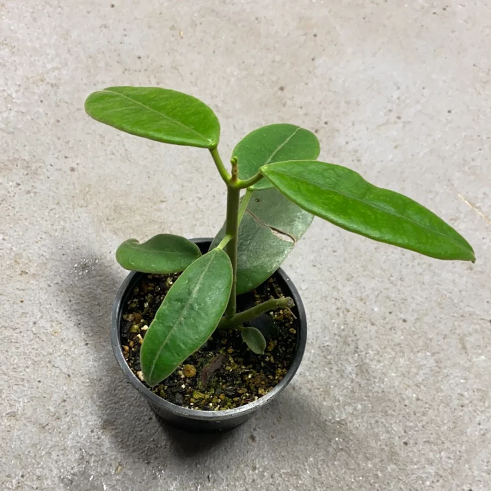 Hoya Coronaria White