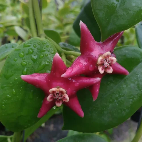 Hoya Coronaria red