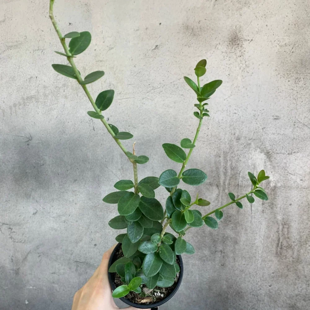 Hoya Cumingiana