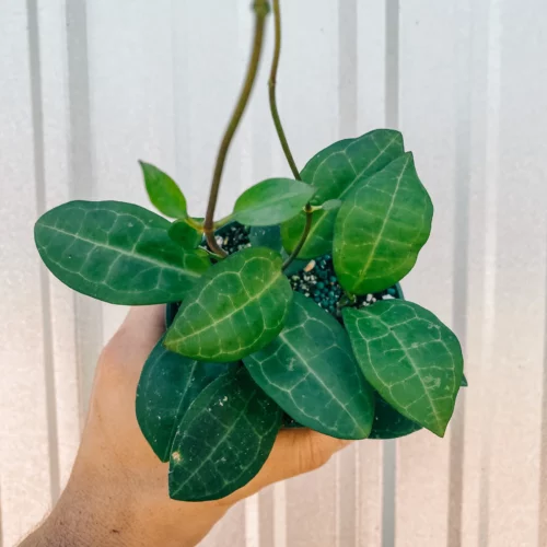 Hoya Elliptica 4" pot