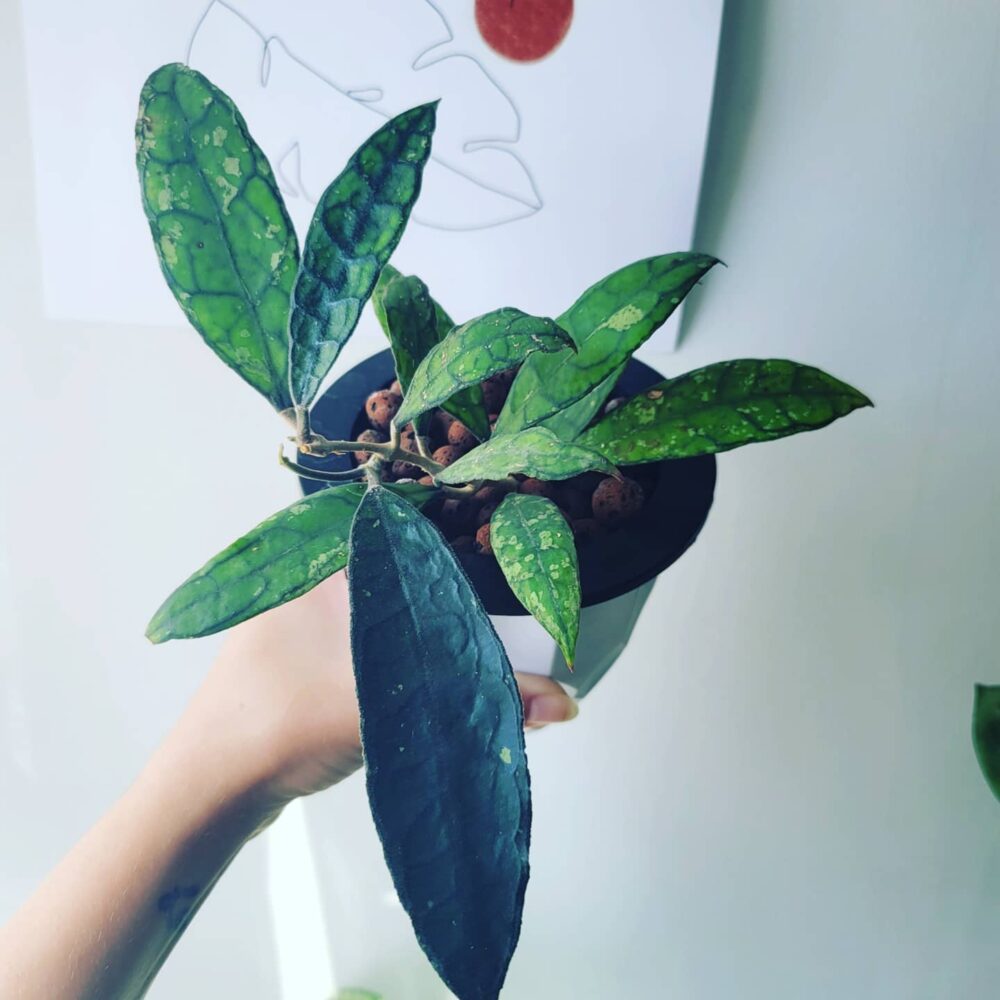 Hoya Finlaysonii Dark leaves