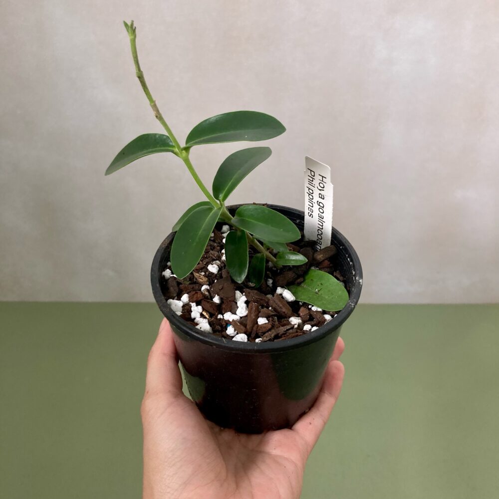 Hoya Golacomania
