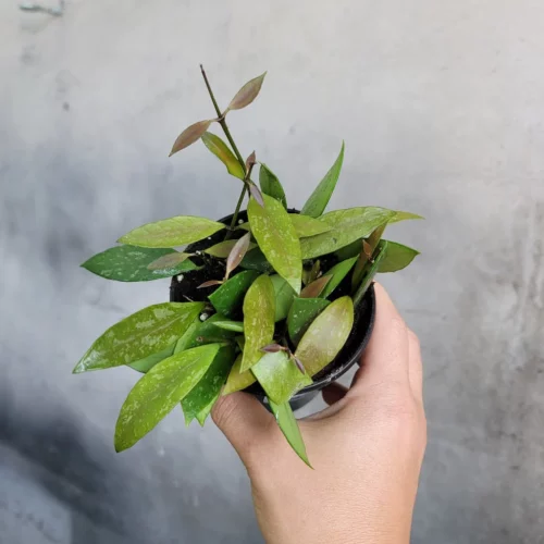 Hoya Gracilis