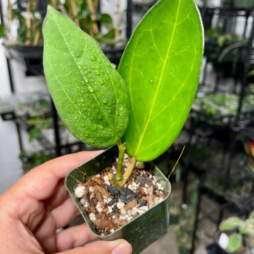 Hoya Icensis 023