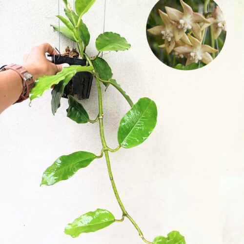 Hoya Imperialis palawan
