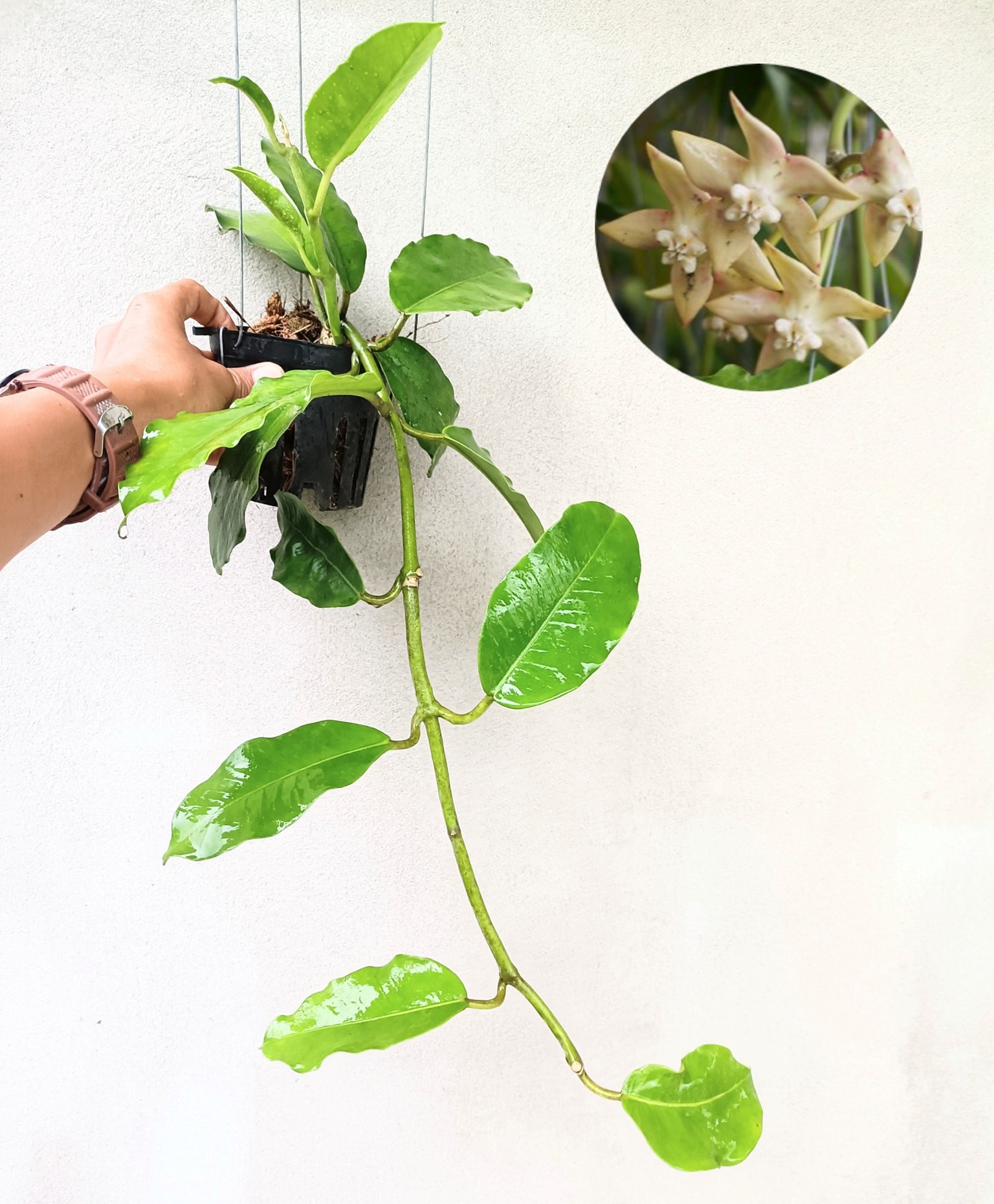 Hoya Imperialis palawan