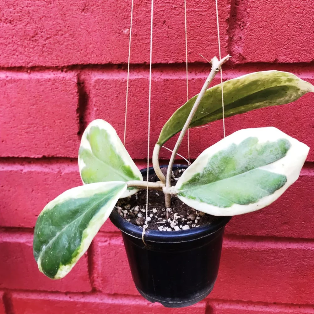 Hoya Incrassata Reverse variegated