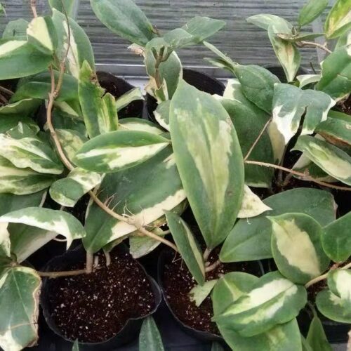 Hoya Incrassata variegated