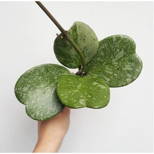 Hoya Keirii Splash