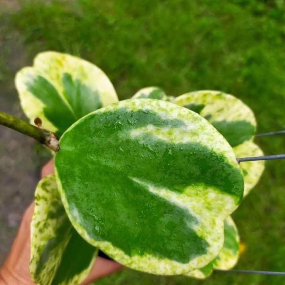 Hoya Kerrii Spot