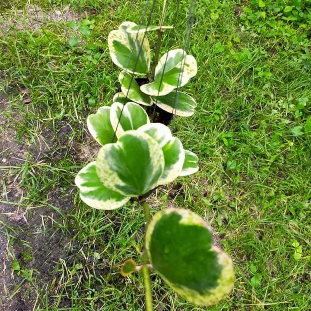 Hoya Kerrii Spot