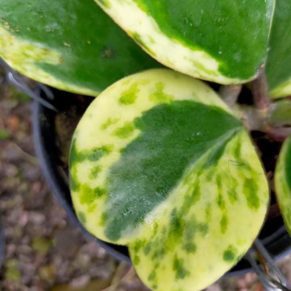 Hoya Kerrii Spot