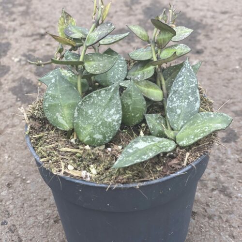 Hoya Krohniana Eskimo