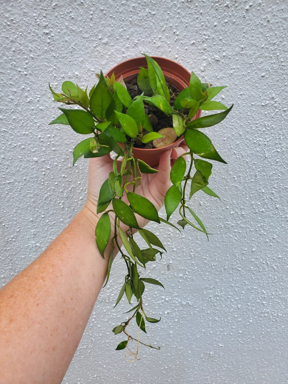 Hoya Lacunosa