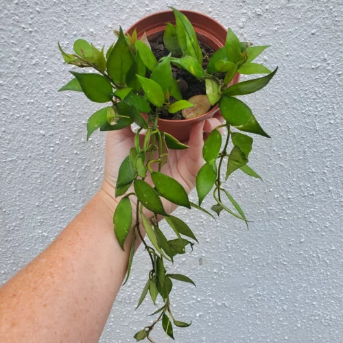 Hoya Lacunosa