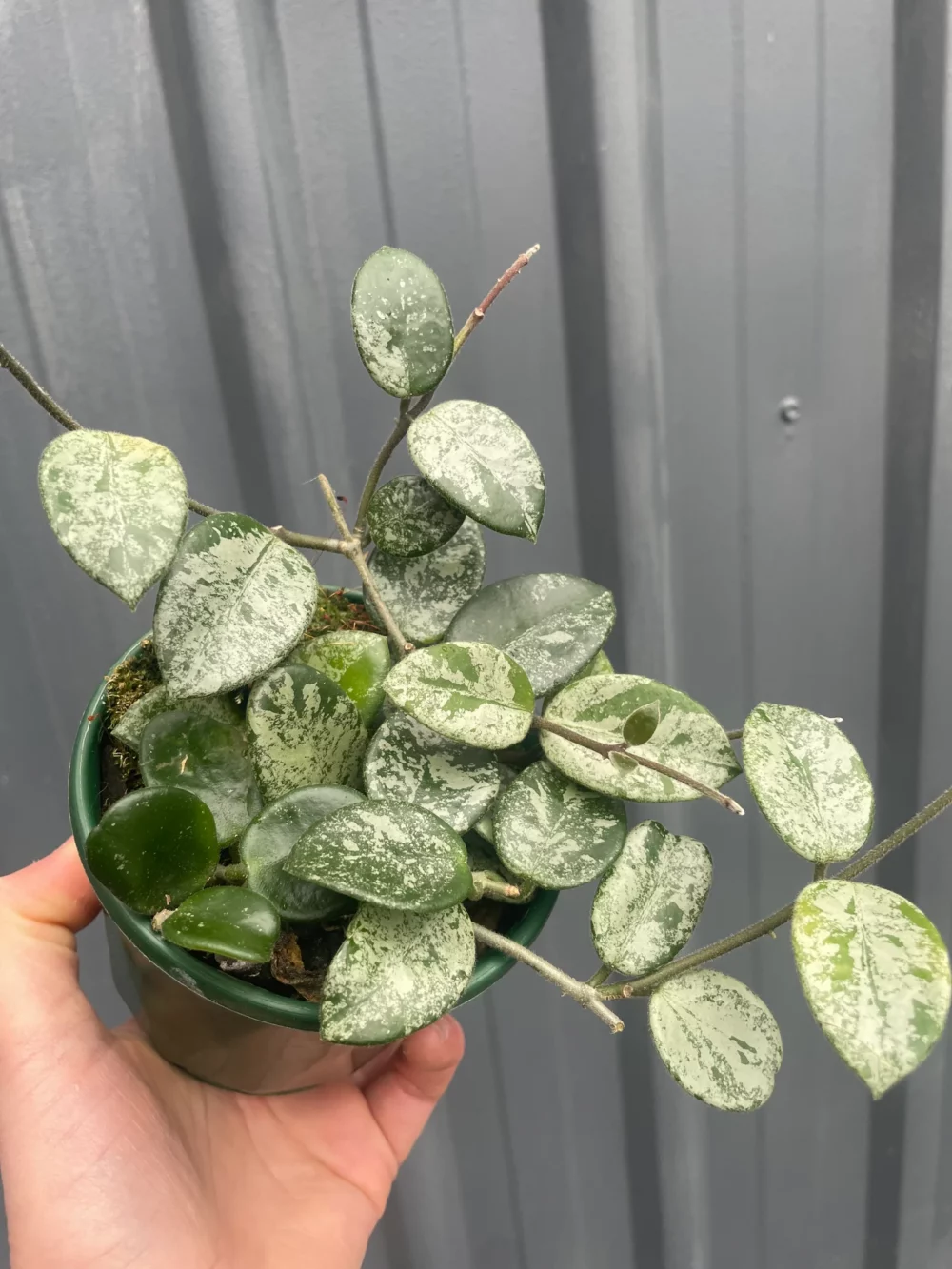 Hoya Mathilde splash