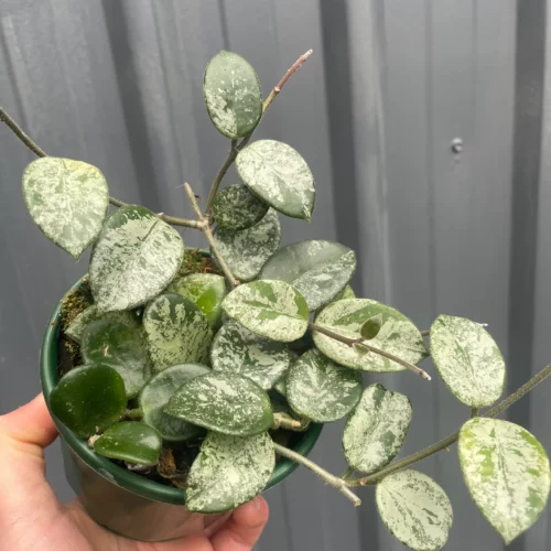 Hoya Mathilde splash