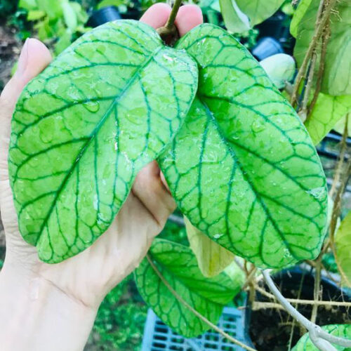 Hoya Meredithii